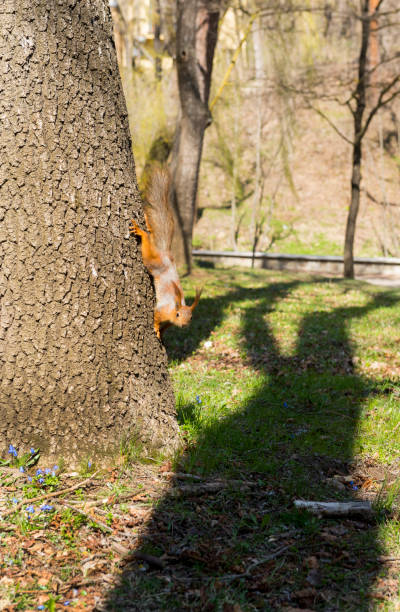 istock red squirrel descends into the trunk of a tree on the lawn 950132886