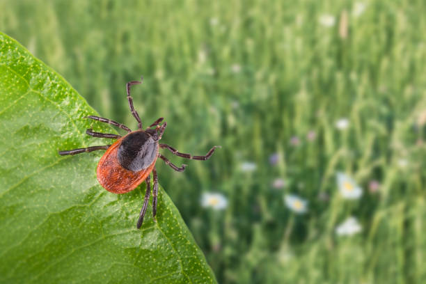 istock Infected castor bean tick lurks on green leaf. Ixodes ricinus. Selective focus 950135682