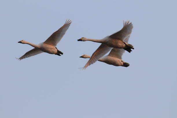istock whooper swan (Cygnus cygnus),Mecklenburg Germany 950135918