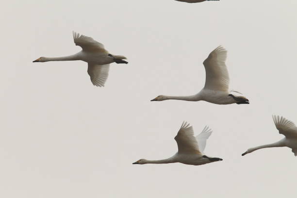 istock whooper swan (Cygnus cygnus),Mecklenburg Germany 950138360