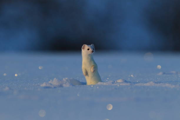 stoat (Mustela erminea),short-tailed weasel in the  Winter Germany stoat (Mustela erminea),short-tailed weasel in the  Winter Germany white tailed stock pictures, royalty-free photos & images