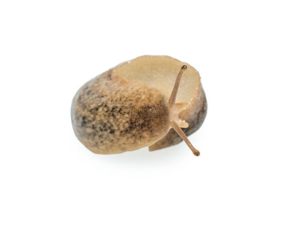 istock Macro of big Slug isolated on white background 950141100