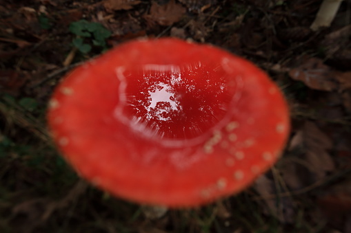 Amanita Muscaria, poisonous mushroom Germany