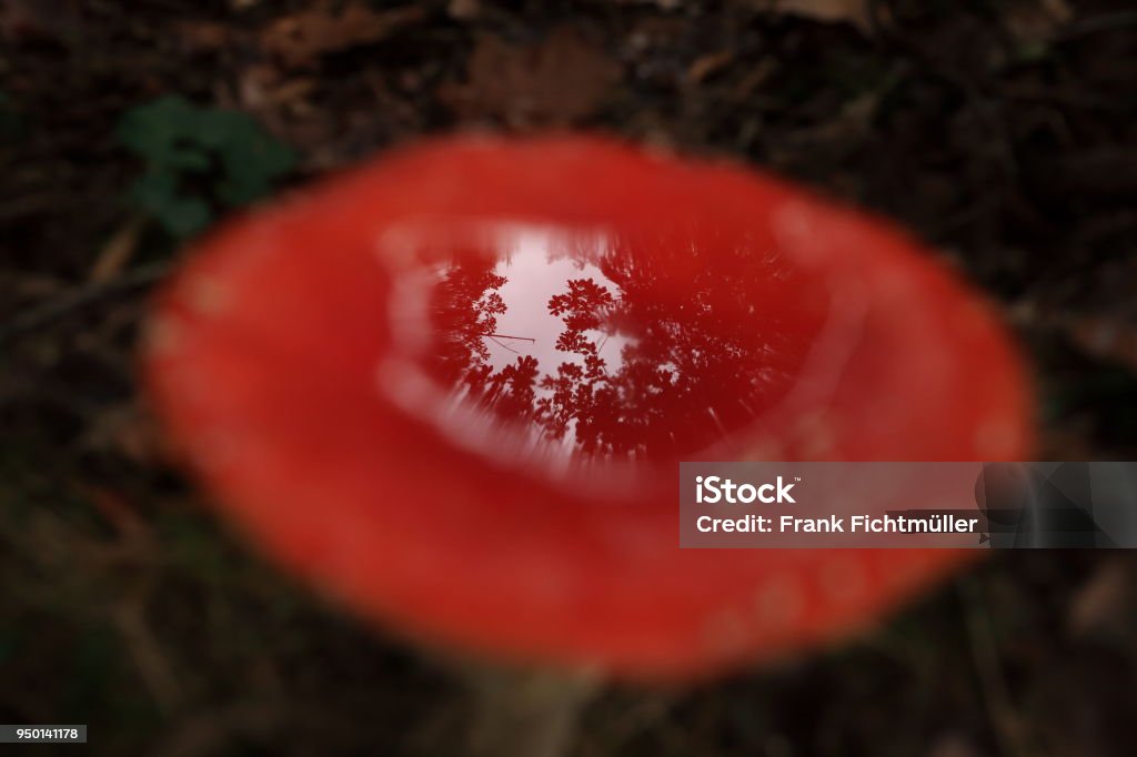 Amanita Muscaria, poisonous mushroom Germany Agaric Stock Photo