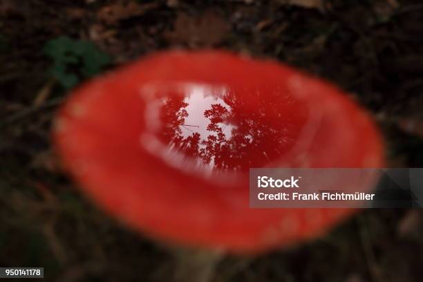 Amanita Muscaria Poisonous Mushroom Germany Stock Photo - Download Image Now - Agaric, Amanita, Autumn