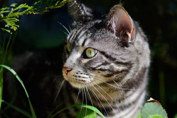 istock Tiger stripes cat（Maine Coon） 950144386