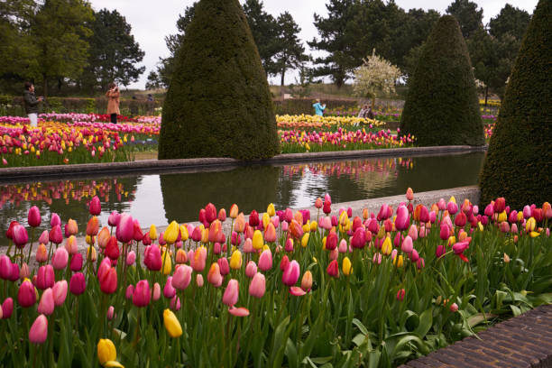 istock The fields of blooming tulips and spring flowers 950144554