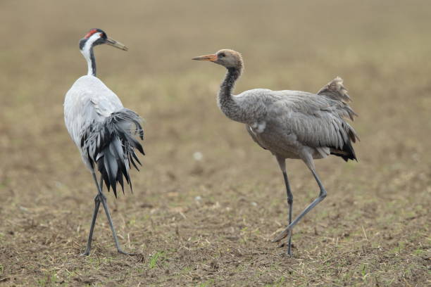 istock Common Cranes, Grus Grus in the Field Mecklenburg ,Germany 950144682