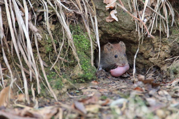 istock bank vole (Myodes glareolus; formerly Clethrionomys glareolus) carries its youngs  Germany 950145424