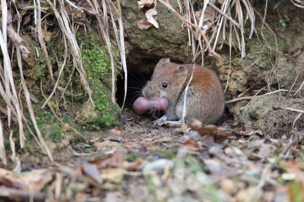 istock bank vole (Myodes glareolus; formerly Clethrionomys glareolus) carries its youngs  Germany 950145458