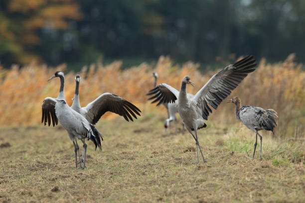 istock Common Cranes, Grus Grus in the Field Mecklenburg ,Germany 950146016