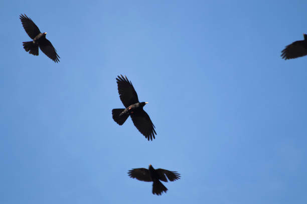 istock Flock of black corvus in a blue sky composition 950148114