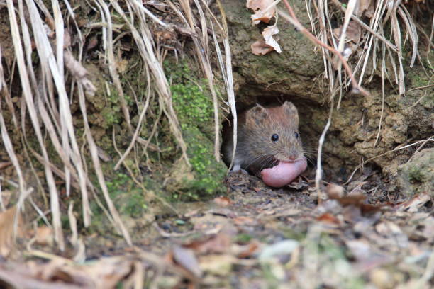 istock bank vole (Myodes glareolus; formerly Clethrionomys glareolus) carries its youngs  Germany 950148330