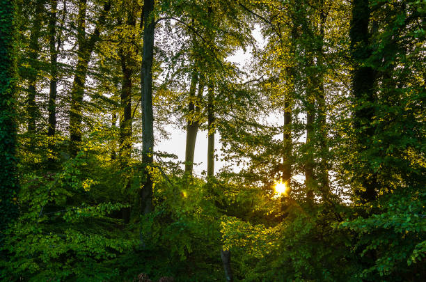 istock Sun breaking through trees in the forest, Kettwig, Germany 950148376