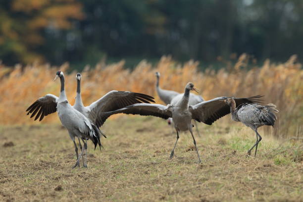 istock Common Cranes, Grus Grus in the Field Mecklenburg ,Germany 950148532