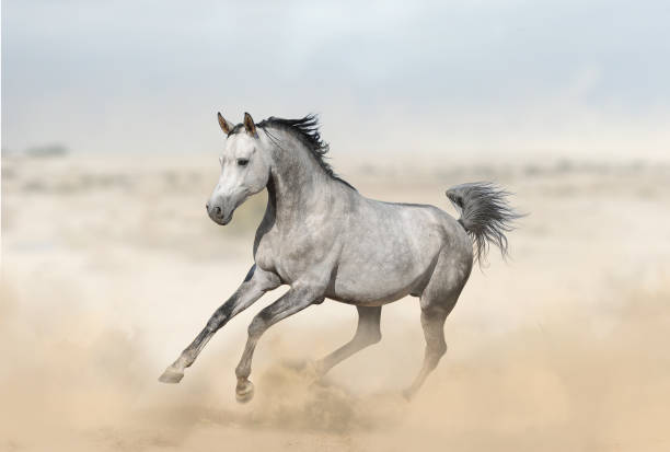 istock Beautiful arab horse runs gallop 950148556