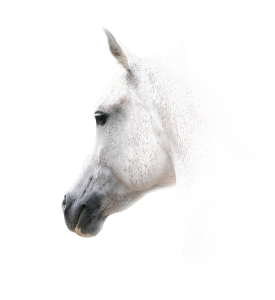 istock Snowy white arabian horse 950148574