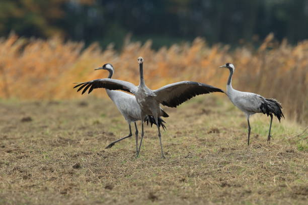 istock Common Cranes, Grus Grus in the Field Mecklenburg ,Germany 950148674