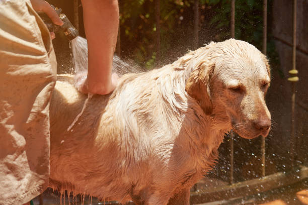 istock Spraying water from hose on labrador dog 950149122