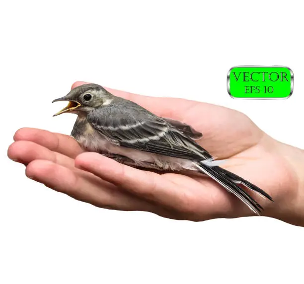 Vector illustration of Bird on palm of hand. Isolated on white background. Vector illustration.