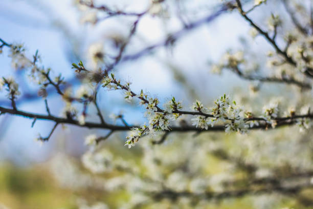 istock Blooming Plums in the garden 950151986