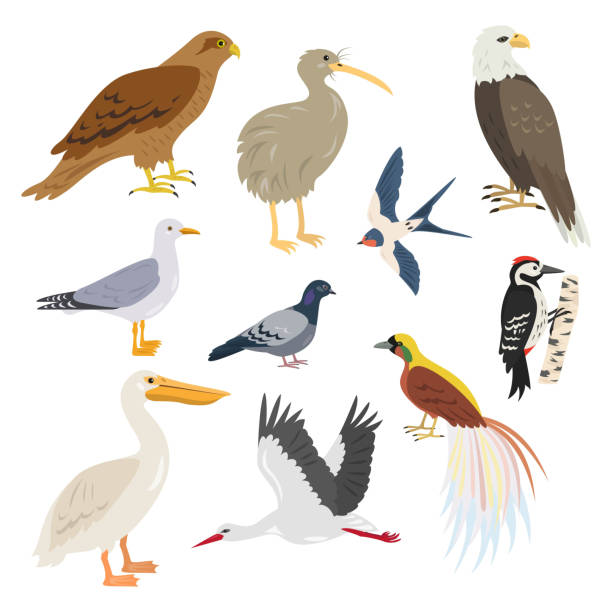 illustrations, cliparts, dessins animés et icônes de multitude d’oiseaux mignon dessin animé sur fond blanc. - oiseau marin