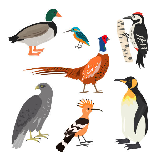 ilustraciones, imágenes clip art, dibujos animados e iconos de stock de conjunto de aves lindo de dibujos animados sobre fondo blanco. - pheasant hunting feather game shooting