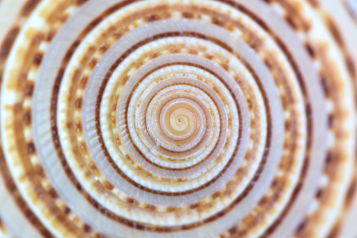 A full frame abstract background view looking down from the top of a vibrant seashell with selective focus. The multi colored shell swirl has a natural repetitive pattern of white, brown, orange and yellow colors.