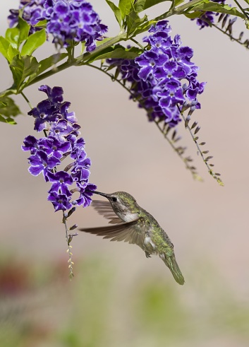 A hummingbird gathering breakfast