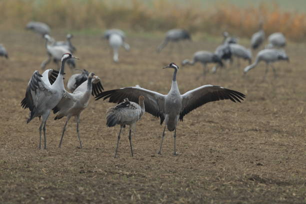 istock Common Cranes, Grus Grus in the Field Mecklenburg ,Germany 950152980