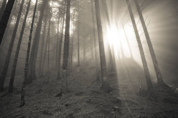 istock the sun inside a woods in a foggy day 950156202