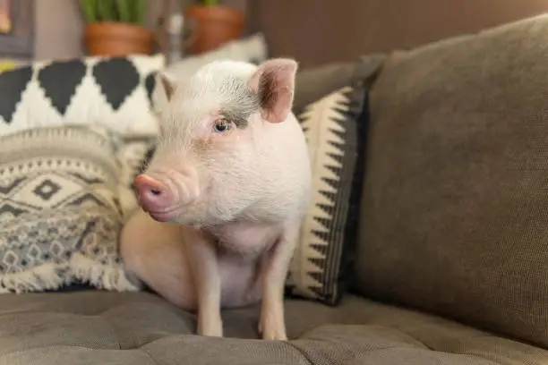 Cute baby piglet on couch