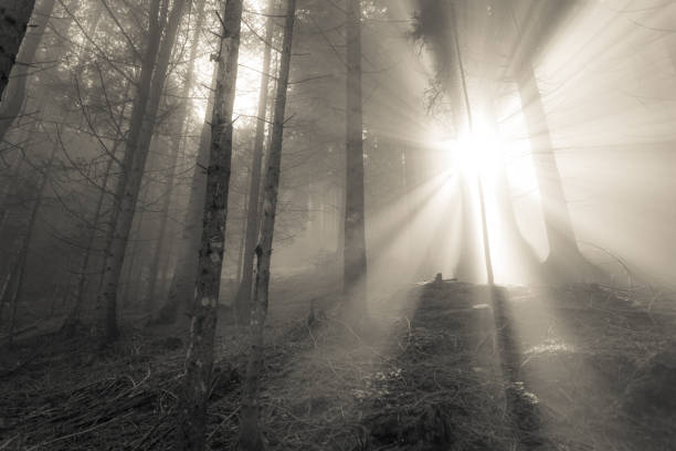 istock the sun inside a woods in a foggy day 950156784