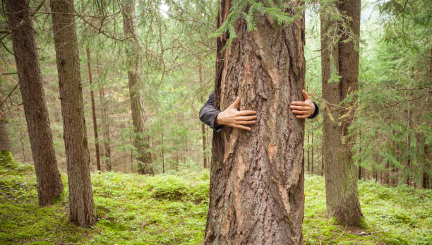 istock a boy hugging a tree in the woods 950157180