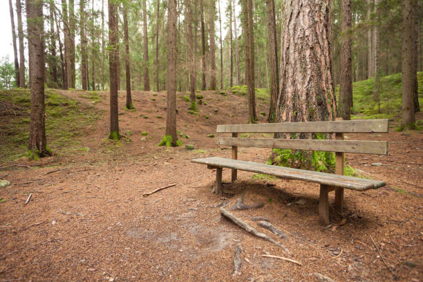 istock wooden bench inside a forest, no people around 950157280