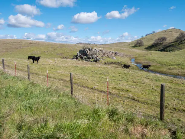 Photo of Cows Running Across a Water Stream With Open Blue Skies and Barb Wire