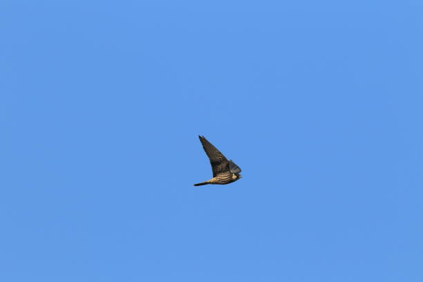 istock Eurasian hobby (Falco subbuteo) with prey Germany 950162706