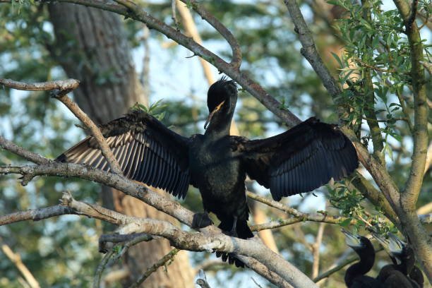 istock great cormorant (Phalacrocorax carbo) Colony, Baden-Wurttemberg,Germany 950162742