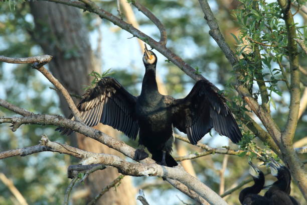 istock great cormorant (Phalacrocorax carbo) Colony, Baden-Wurttemberg,Germany 950162768
