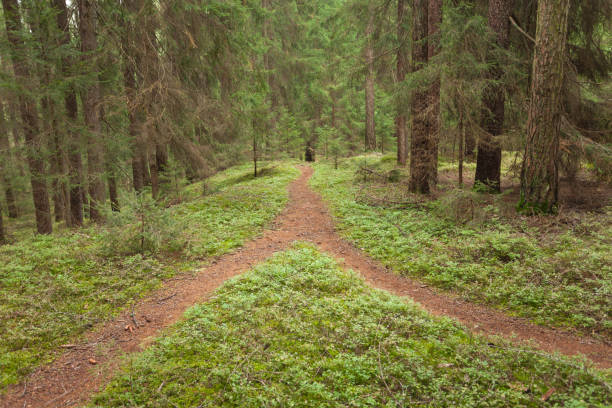 jedna ścieżka górska dzieli się w dwóch różnych kierunkach. to jesienny pochmurny dzień. - footpath european alps fence woods zdjęcia i obrazy z banku zdjęć