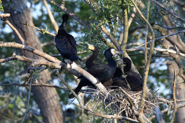 istock great cormorant (Phalacrocorax carbo) Colony, Baden-Wurttemberg,Germany 950163082