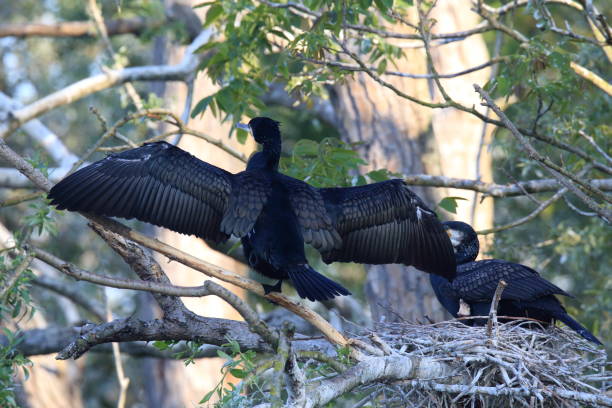 istock great cormorant (Phalacrocorax carbo) Colony, Baden-Wurttemberg,Germany 950163254