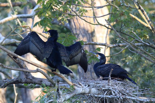 istock great cormorant (Phalacrocorax carbo) Colony, Baden-Wurttemberg,Germany 950163262