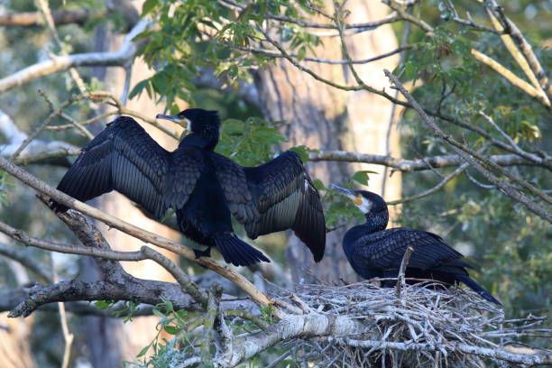 istock great cormorant (Phalacrocorax carbo) Colony, Baden-Wurttemberg,Germany 950163280