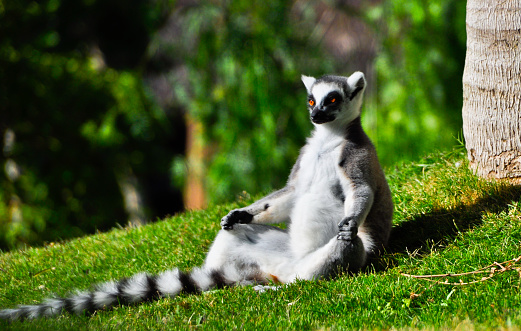 A close up portrait of a Lemur sitting.