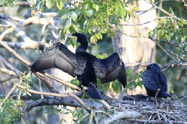 istock great cormorant (Phalacrocorax carbo) Colony, Baden-Wurttemberg,Germany 950165964