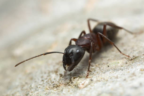 istock Carpenter ant, Camponotus on wood 950166004