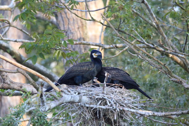 istock great cormorant (Phalacrocorax carbo) Colony, Baden-Wurttemberg,Germany 950166062