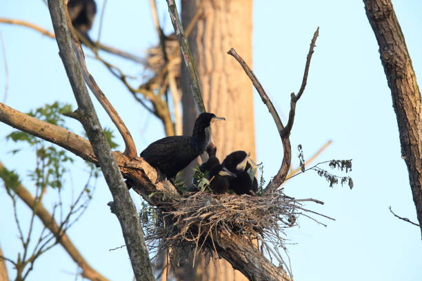 istock great cormorant (Phalacrocorax carbo) Colony, Baden-Wurttemberg,Germany 950166304