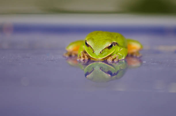 istock Tree frog with reflection on side of swimming pool 950166542